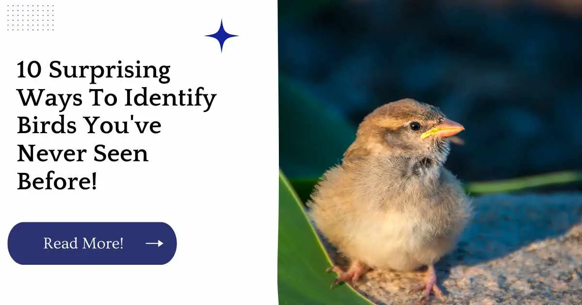 10 Surprising Ways To Identify Birds You've Never Seen Before!