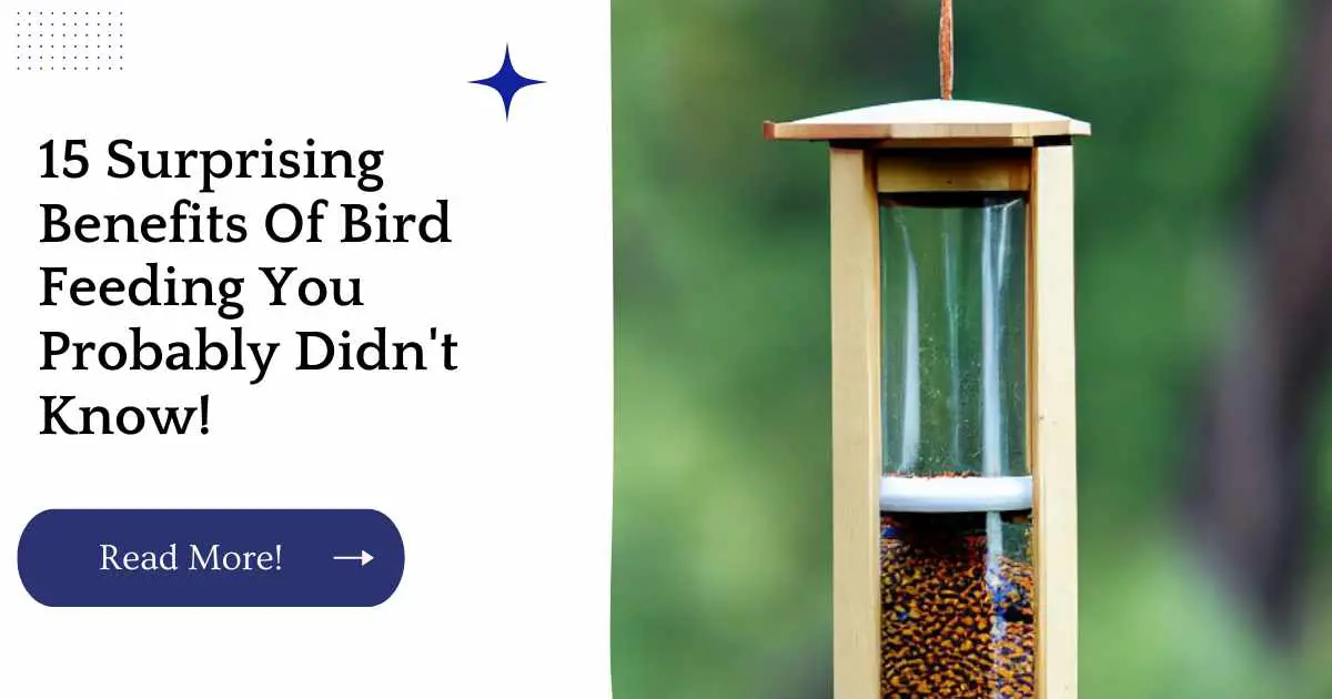 15 Surprising Benefits Of Bird Feeding You Probably Didn't Know!