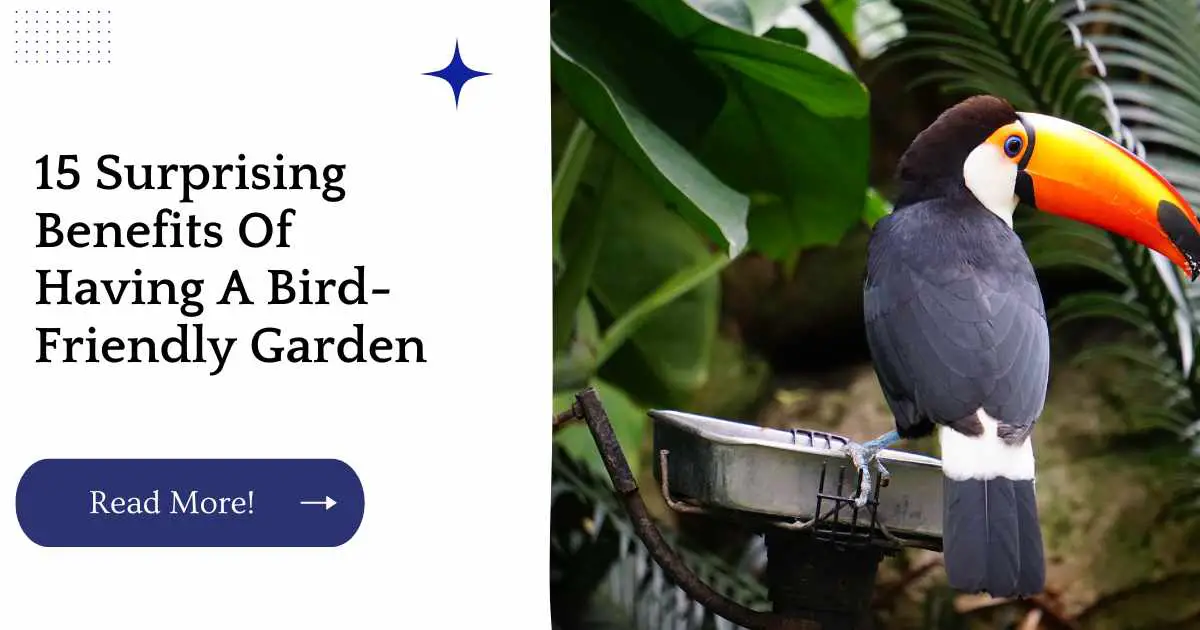 Bird Friendly Garden