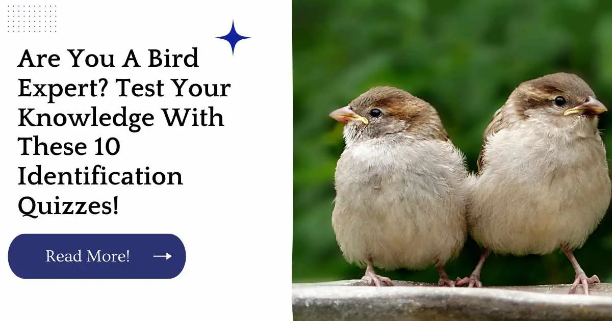 Are You A Bird Expert? Test Your Knowledge With These 10 Identification Quizzes!