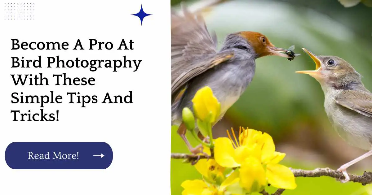 Become A Pro At Bird Photography With These Simple Tips And Tricks!