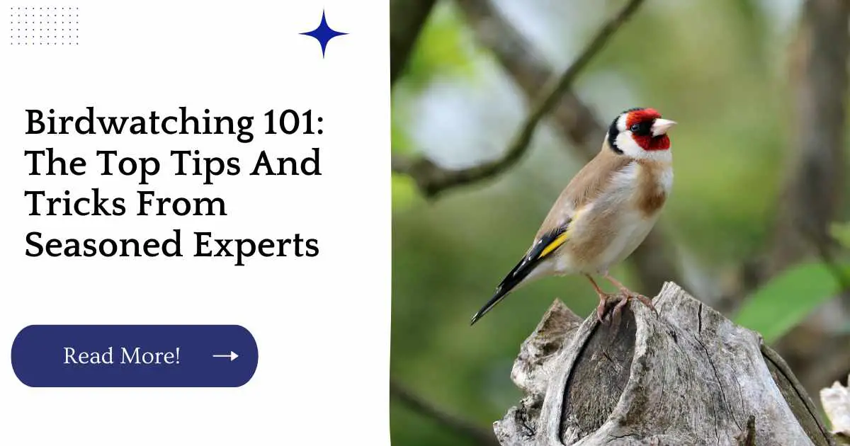 Birdwatching 101: The Top Tips And Tricks From Seasoned Experts