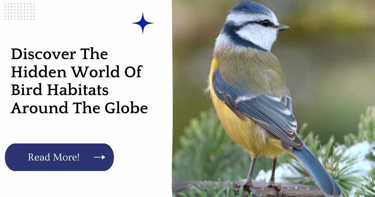 Discover The Hidden World Of Bird Habitats Around The Globe