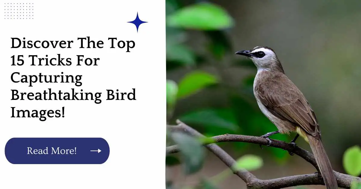 Discover The Top 15 Tricks For Capturing Breathtaking Bird Images!