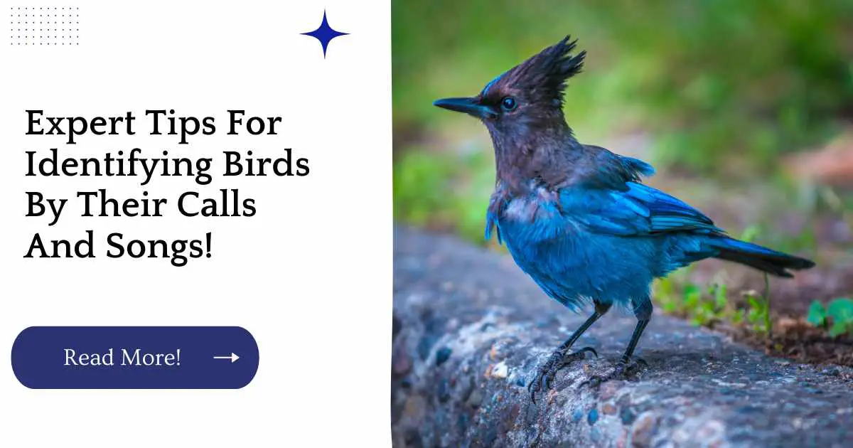 Expert Tips For Identifying Birds By Their Calls And Songs!