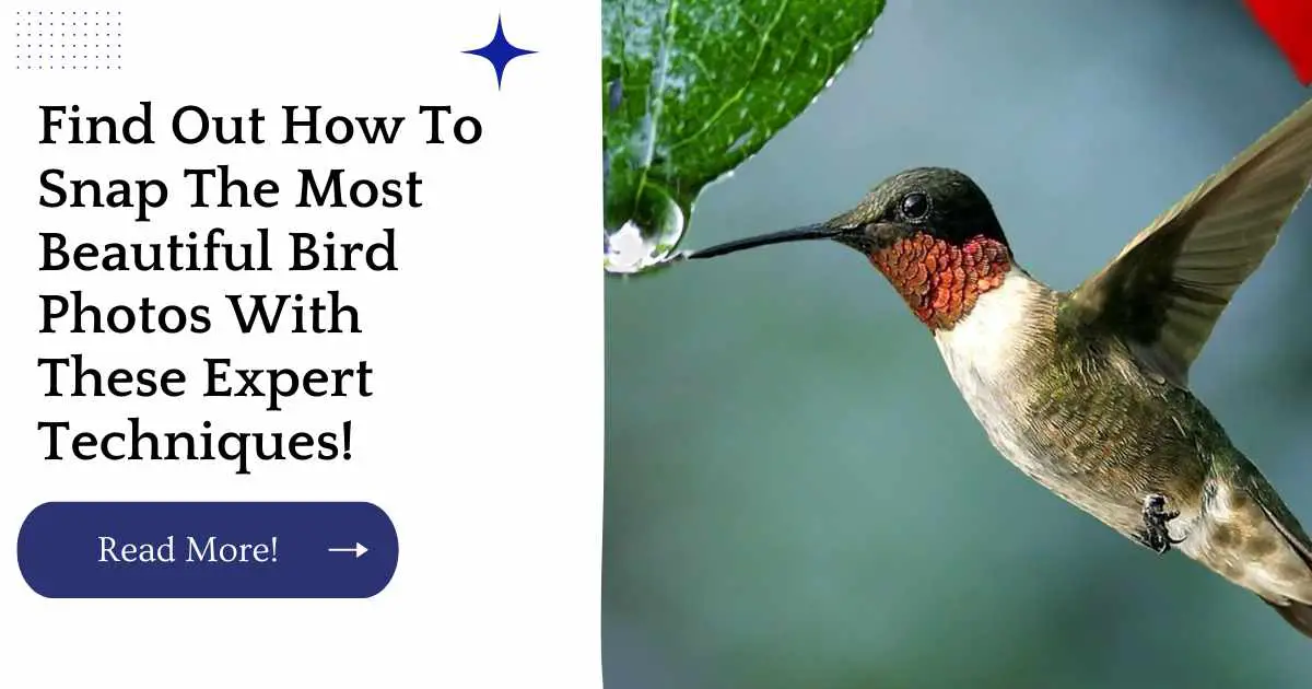 Find Out How To Snap The Most Beautiful Bird Photos With These Expert Techniques!