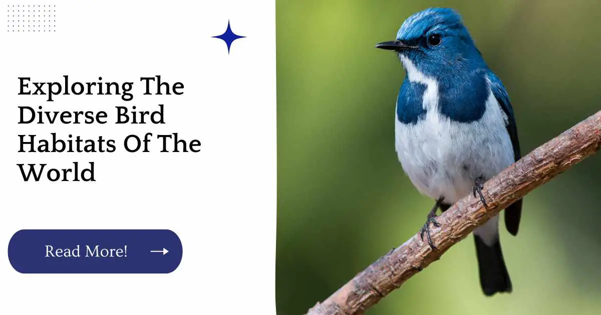 From The Rainforest To The Desert: Exploring The Diverse Bird Habitats Of The World