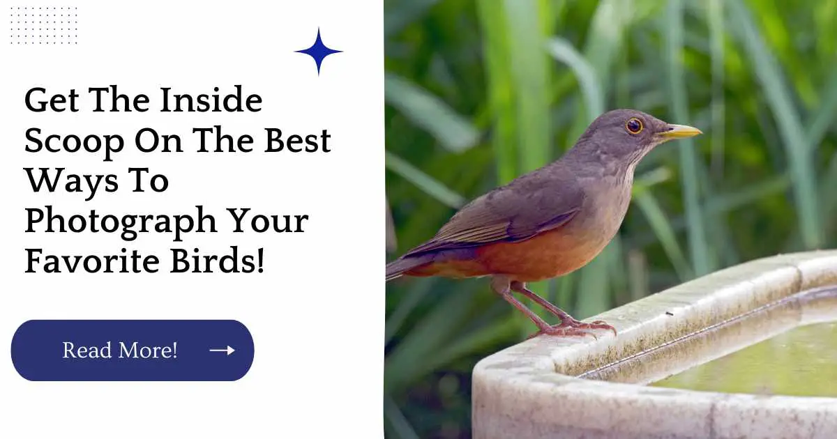 Get The Inside Scoop On The Best Ways To Photograph Your Favorite Birds!