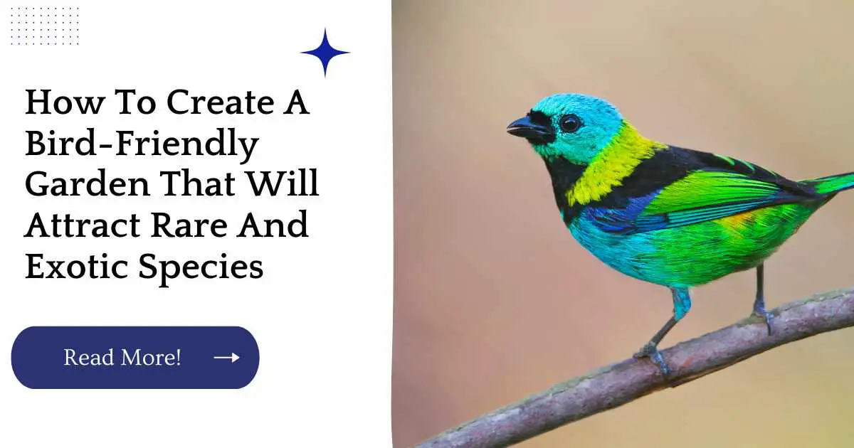 How To Create A Bird-Friendly Garden That Will Attract Rare And Exotic Species