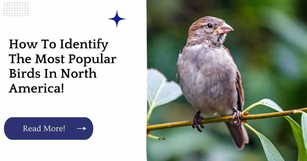 How To Identify The Most Popular Birds In North America!