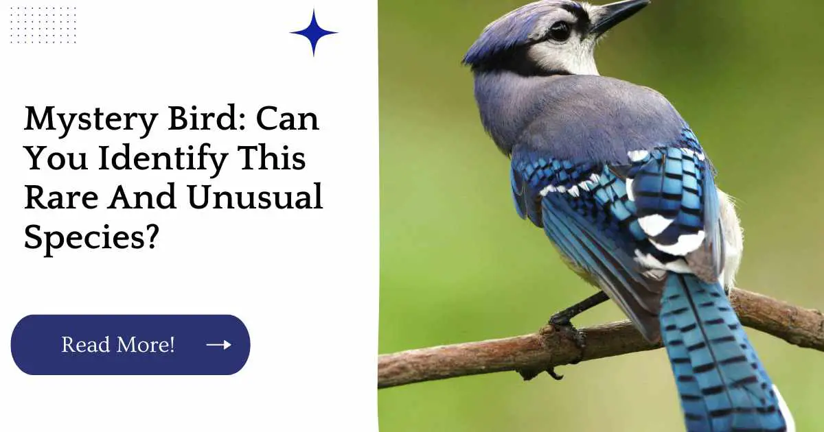 Mystery Bird: Can You Identify This Rare And Unusual Species?