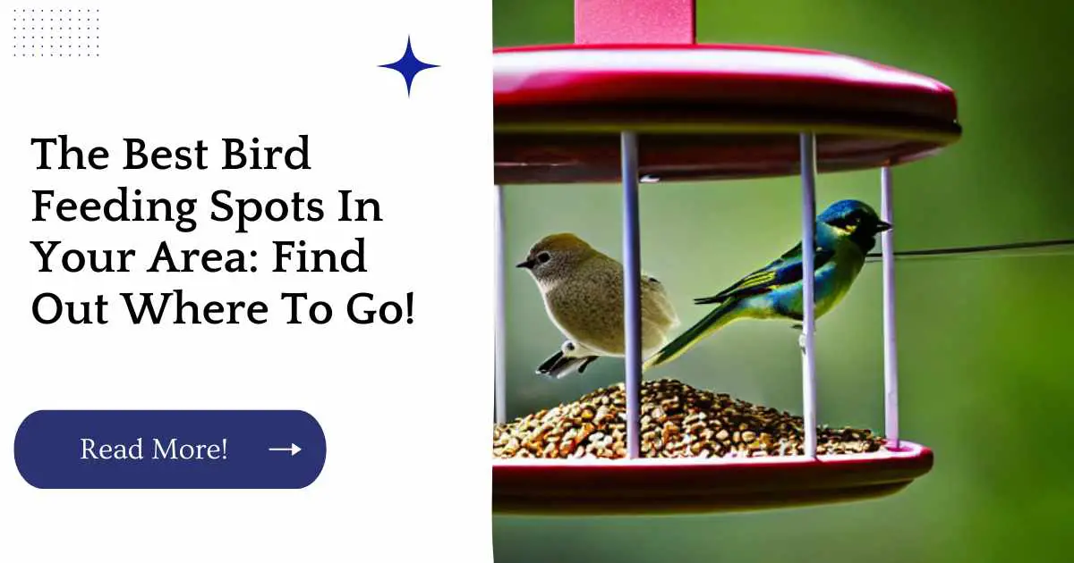 The Best Bird Feeding Spots In Your Area: Find Out Where To Go!