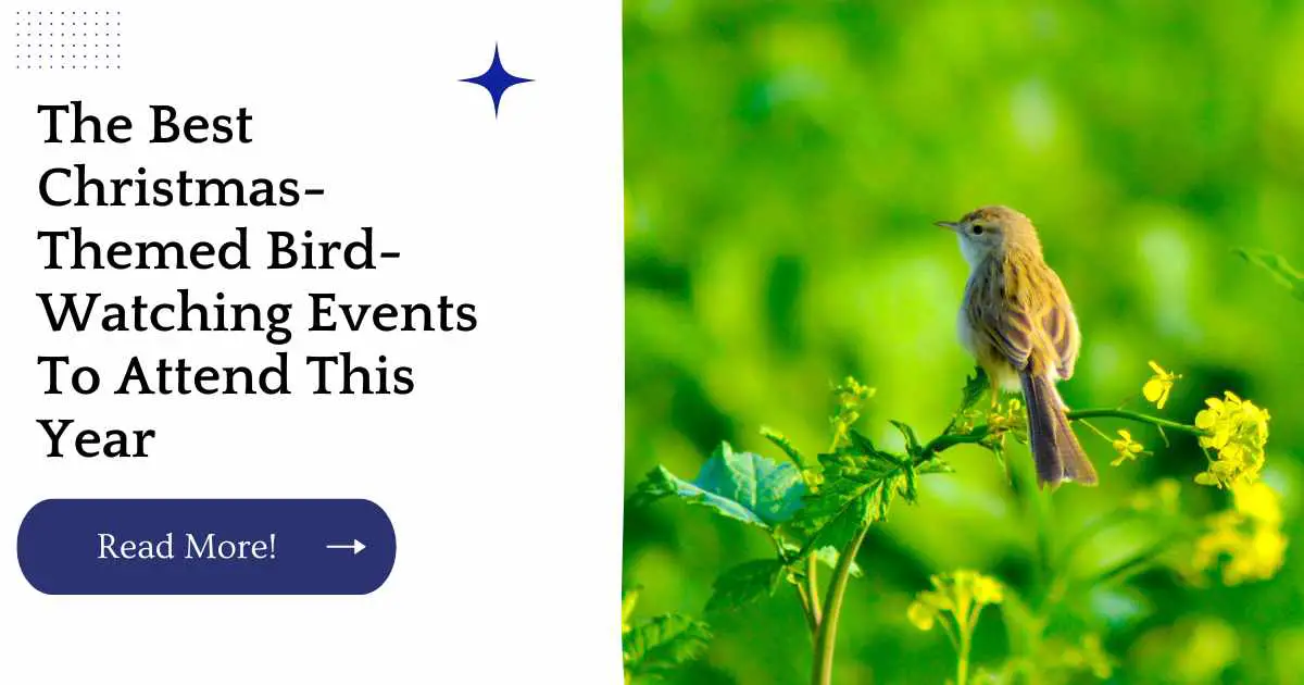 The Best Christmas-Themed Bird Watching Events To Attend This Year