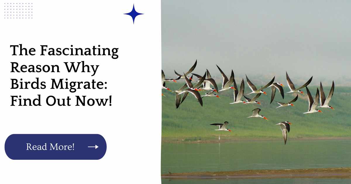 The Fascinating Reason Why Birds Migrate: Find Out Now!