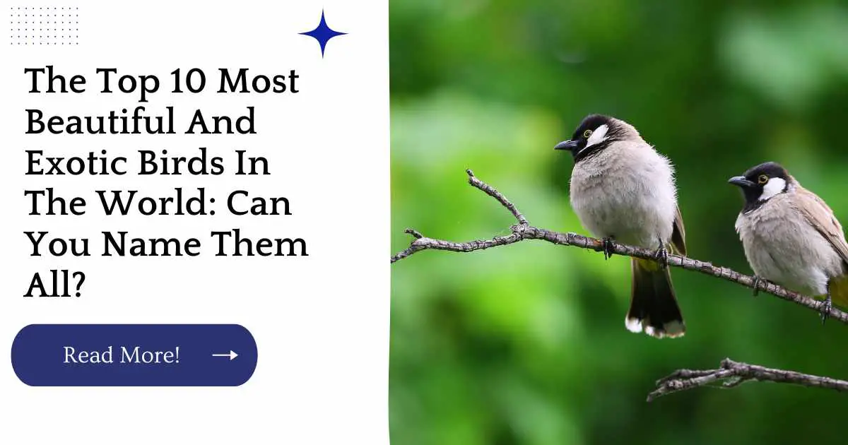 The Top 10 Most Beautiful And Exotic Birds In The World: Can You Name Them All?