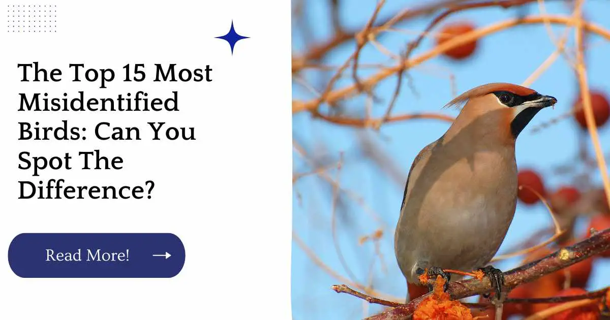 The Top 15 Most Misidentified Birds: Can You Spot The Difference?