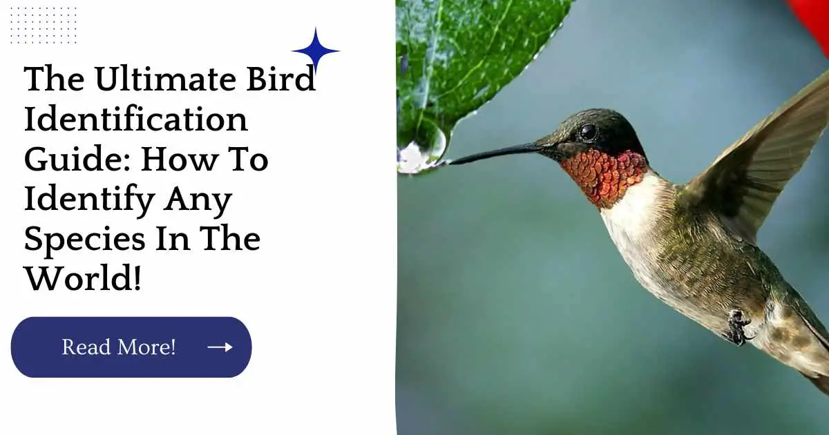 The Ultimate Bird Identification Guide: How To Identify Any Species In The World!