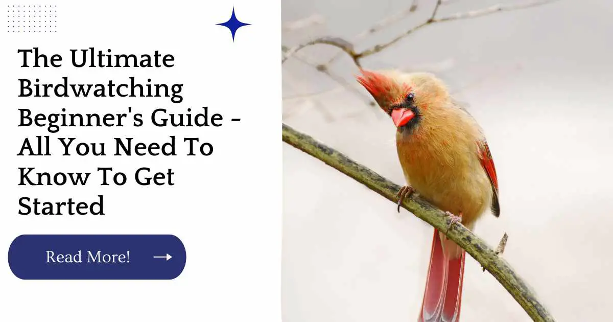 The Ultimate Birdwatching Beginner's Guide - All You Need To Know To Get Started