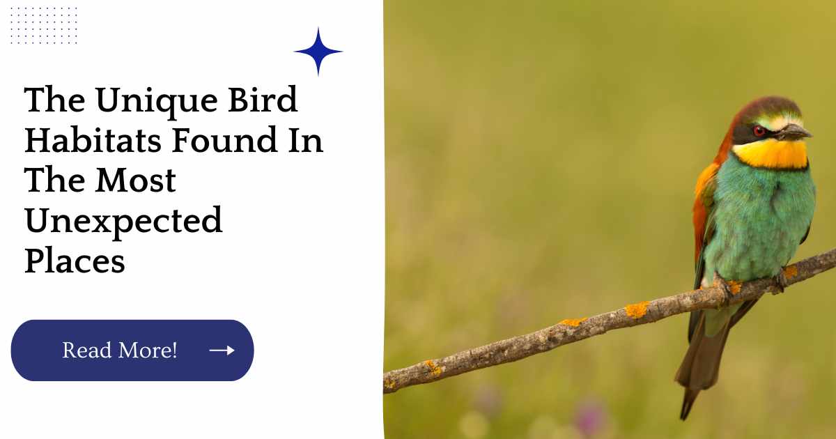 The Unique Bird Habitats Found In The Most Unexpected Places