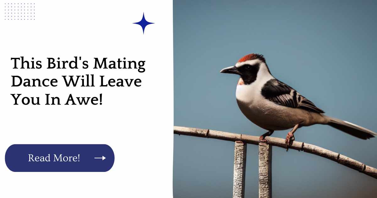 This Bird's Mating Dance Will Leave You In Awe!