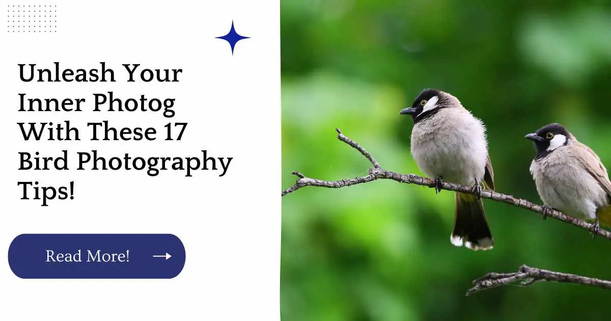 Unleash Your Inner Photog With These 17 Bird Photography Tips!