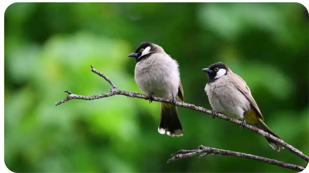 two small birds sitting on a branch in front of a green background