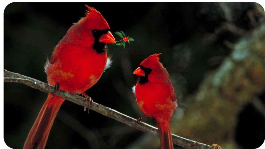 two red birds are perched on a branch