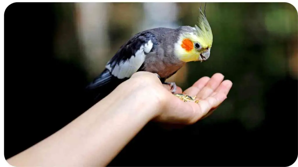 a cockatiel is sitting on a person's hand