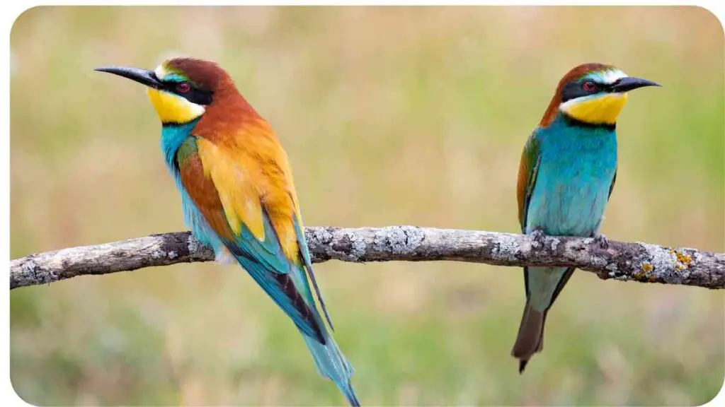 two colorful birds sitting on a branch