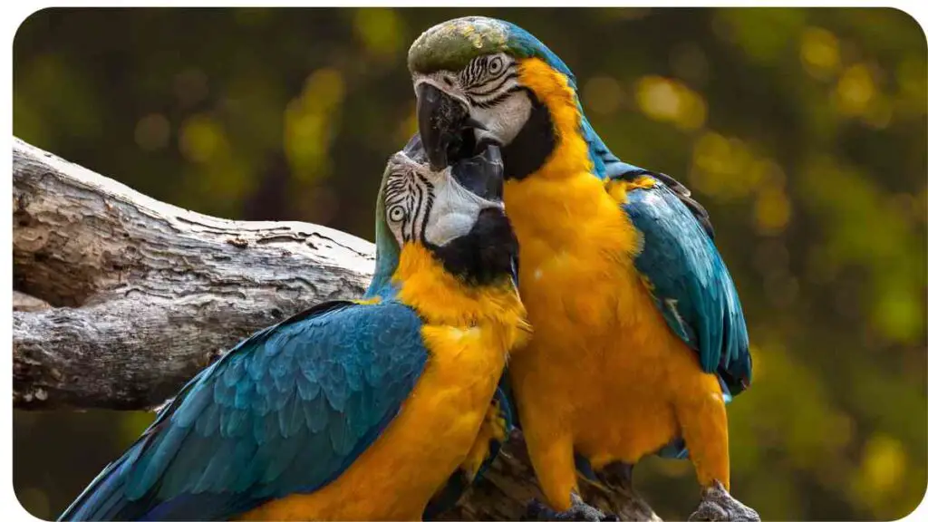 two blue and yellow parrots sitting on a branch