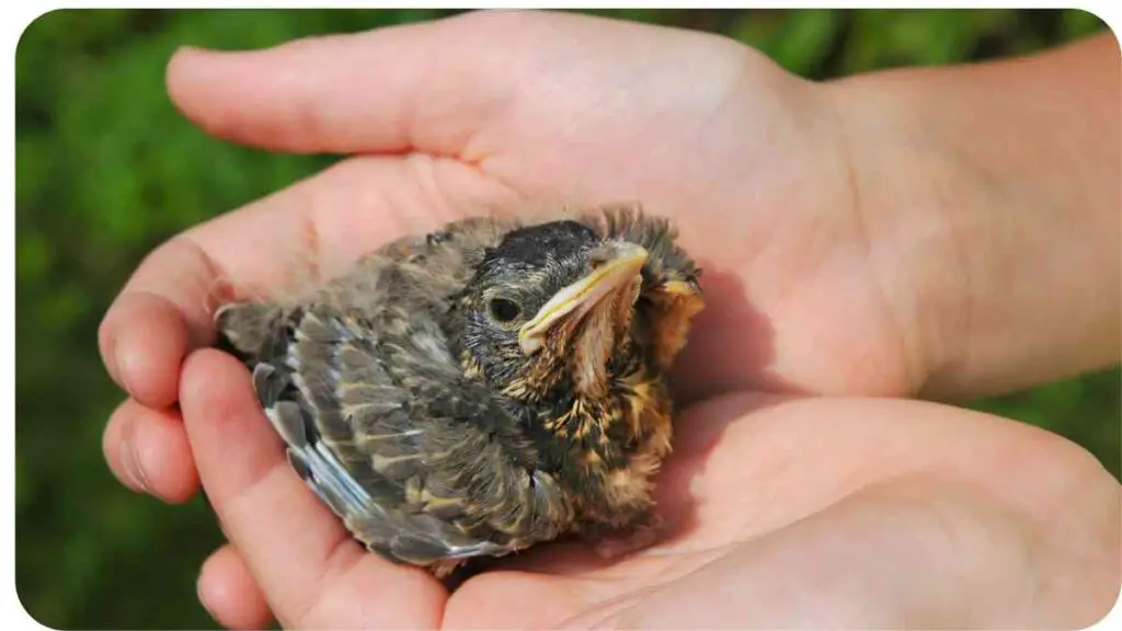 a person holding a baby bird in their hands