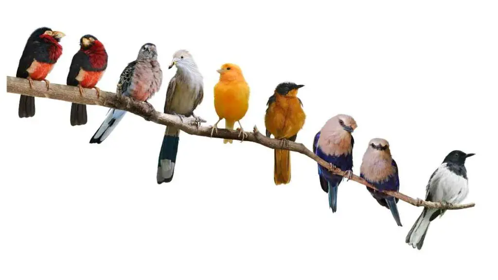 a group of colorful birds sitting on a branch
