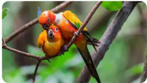 The Social Significance of Grooming and Cuddling Among Birds